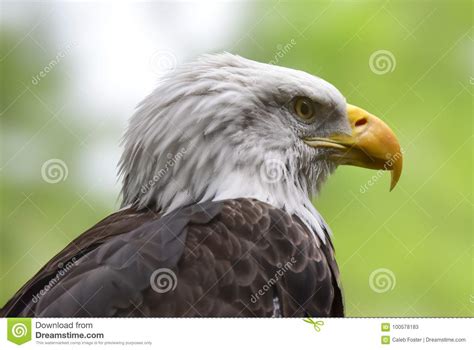 American Bald Eagle, Close Up Portrait Stock Image - Image of patriotic, majestic: 100578183