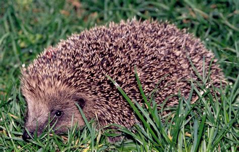 Jersey Hedgehog Group