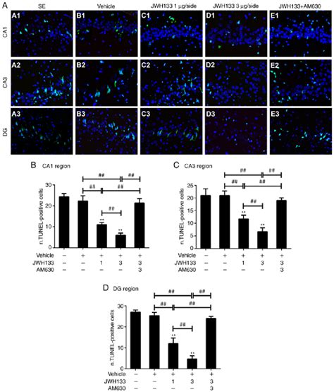 TUNEL staining in the rat hippocampus. (A) TUNEL-positive cells in the... | Download Scientific ...