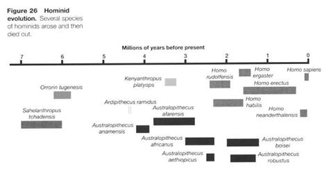 Human Evolution Timeline Chart Tree Theory