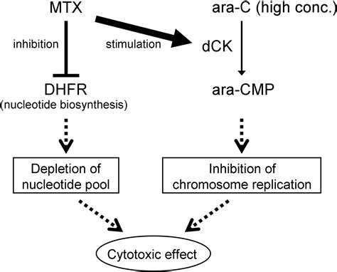 Methotrexate And Leucovorin Mechanism Of Action