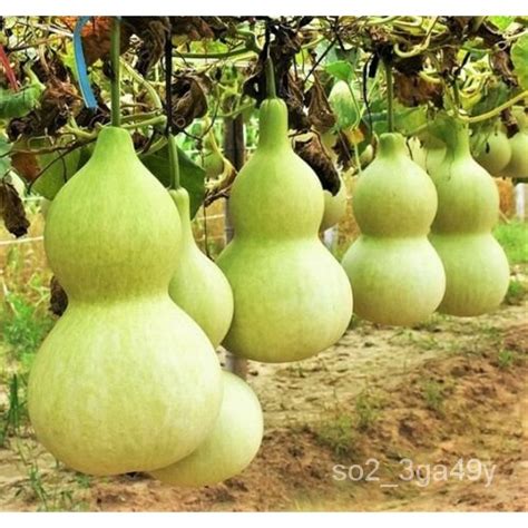 Guaranteed germination rate Birdhouse Gourd Seeds |USA Bird Bottle Calabash Chinese Asian Buddha ...