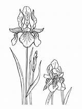 Iris Flower Coloring Pages Printable Sketch Page sketch template