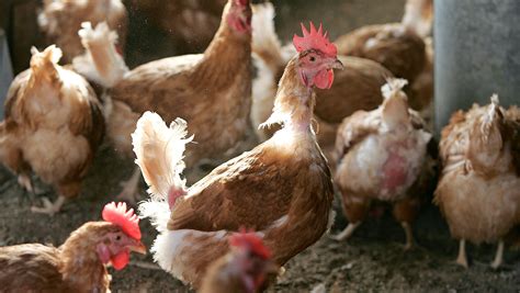 New salmonella outbreak in chicken resists antibiotics