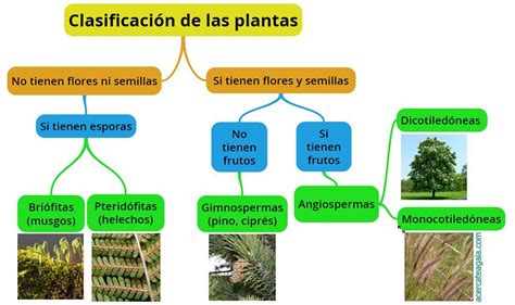 Cuadros sinópticos sobre las plantas: Clasificación y tipos | Cuadro ...