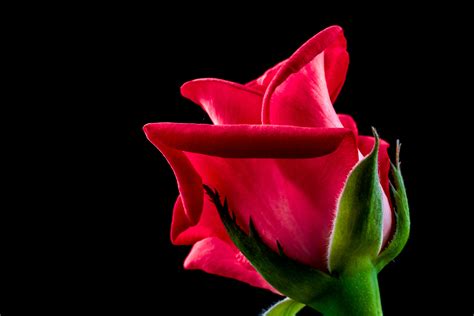 Free Images : blossom, flower, petal, bloom, pink, flora, red rose ...