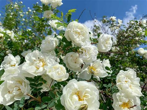 The Complete Guide To Climbing Roses | Lawn.com.au