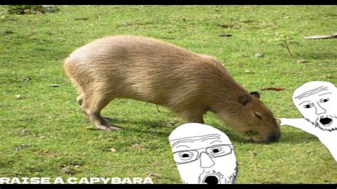 raise a capybara roblox - YouTube