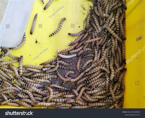 2 Angelworm Images, Stock Photos & Vectors | Shutterstock