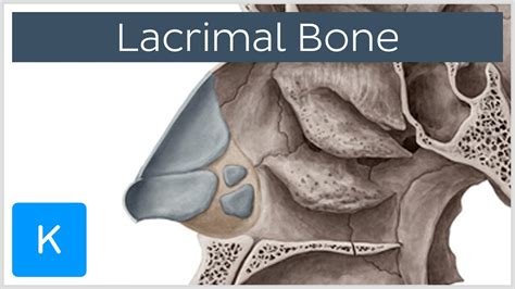 Lacrimal bone - Location & Structure - Human Anatomy | Kenhub - YouTube