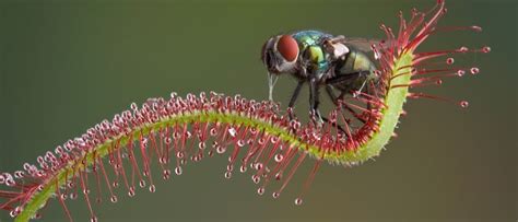 Discover 10 Carnivorous Plants That Eat Bugs - A-Z Animals