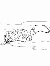 Free Printable Skunk Coloring Pages For Kids sketch template