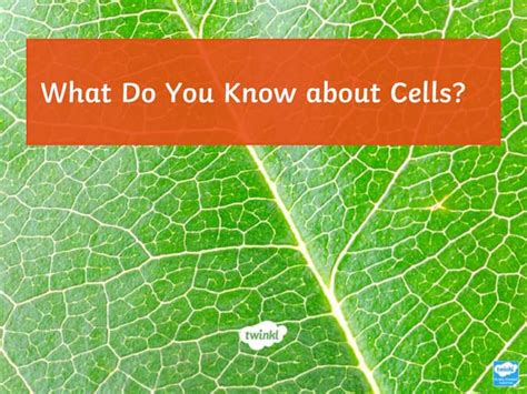 Cell Organelles Quiz.pptx