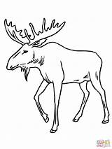 Bull Moose coloring Page  Free Printable Coloring Pages sketch template