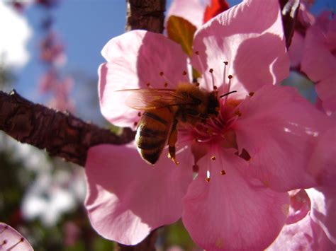 File:Bee with flower.jpg - Wikimedia Commons