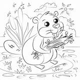 Beaver coloring Page  Free Printable Coloring Pages sketch template