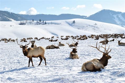 National Elk Refuge in Jackson, Wyoming – Wyoming Life