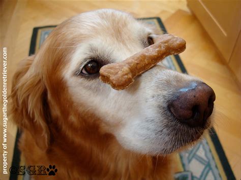 Tasty Tuesday: Balancing Dog Treats - Golden Woofs