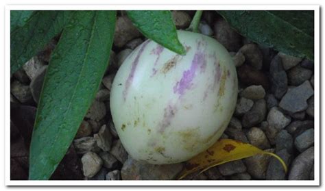 Pepino | Yandina Community Gardens