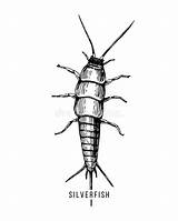 Silverfish Coloring Pages sketch template