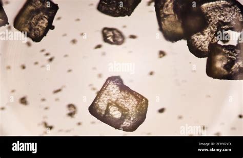 Salt, sugar and soda filmed under a microscope Stock Video Footage - Alamy