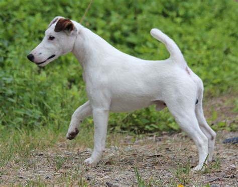 Smooth Fox Terrier - Puppies, Rescue, Pictures, Information, Temperament, Characteristics ...