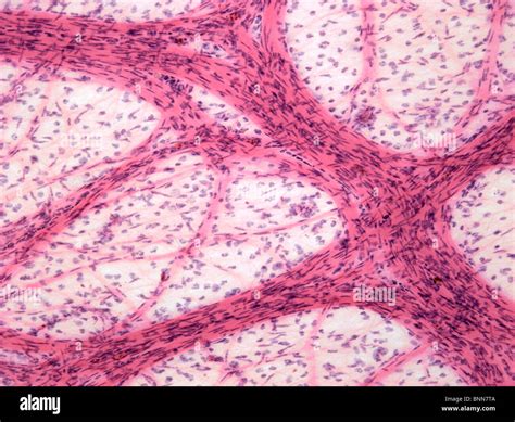 Serous Membrane Histology