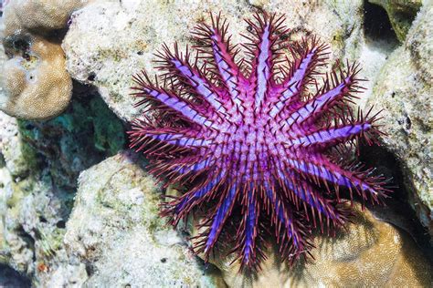 When Crown-of-Thorns Starfish Attack - JSTOR Daily