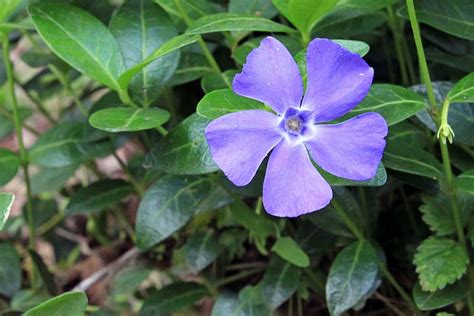 What Color Is Periwinkle? About Periwinkle Color