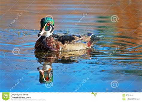 Wood Duck stock photo. Image of bright, ripple, beautiful - 57974844