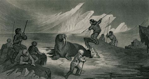 Walrus hunting 1855 - Culture of Greenland - Wikipedia, the free encyclopedia | Inuit ...