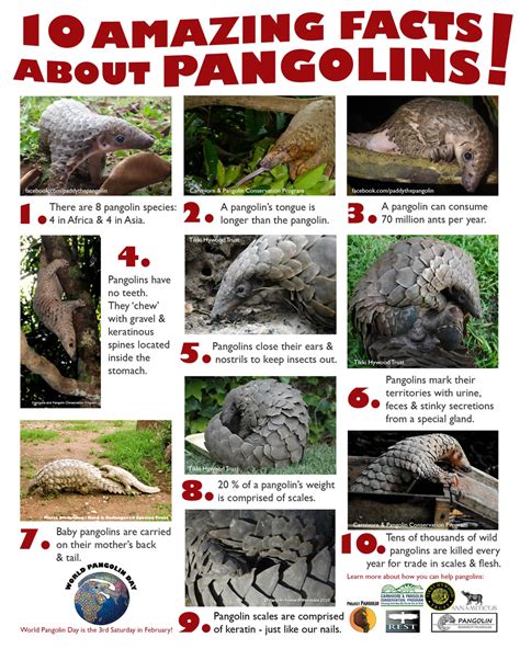 Meet the Pangolin! - WORLD PANGOLIN DAY