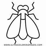 Mosca Desenho Para Colorir  Ultra Coloring Pages sketch template