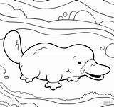 Platypus Coloring Pages  ColoringBay sketch template