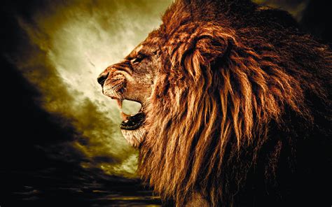 Download Animal Lion HD Wallpaper