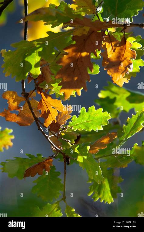 Scrub oak leaves Stock Photo - Alamy