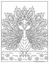 Coloring Peacock Feather Template sketch template
