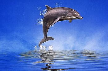 Royalty-free dolphin photos free download | Pxfuel
