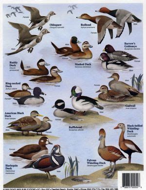 North American Duck Identification Chart