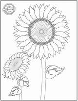 14 Original Pretty Flower Coloring Pages To Print – AceParentscom sketch template