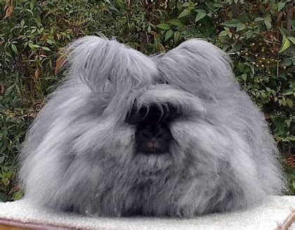 English Angora Rabbits | USA Rabbit Breeders