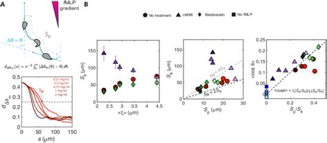 Cell realignment with the chemoattractant gradient. (A) Top: Schematic ...