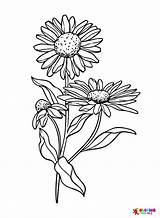 Daisy Coloring Pages Printable For Free Download sketch template