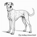 Greyhound Coloring Pages  Free & Printable sketch template