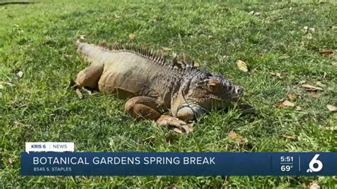 South Texas Botanical Gardens & Nature Center hosting their own spring break