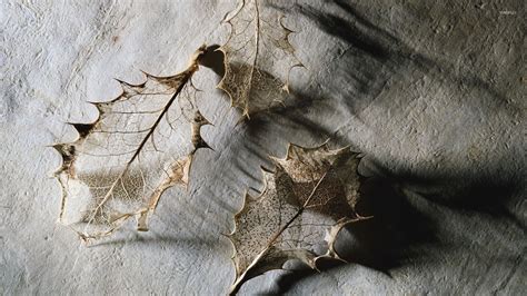 Dry leaves wallpaper - Photography wallpapers - #6669