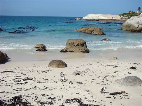 How to Visit the Penguins in Cape Town on Boulders Beach