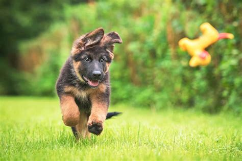 Cute Baby Puppies German Shepherd