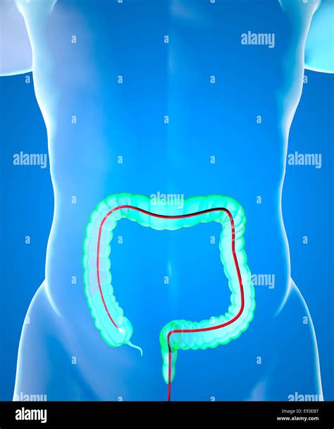 Human body, anatomy, digestive system Stock Photo - Alamy