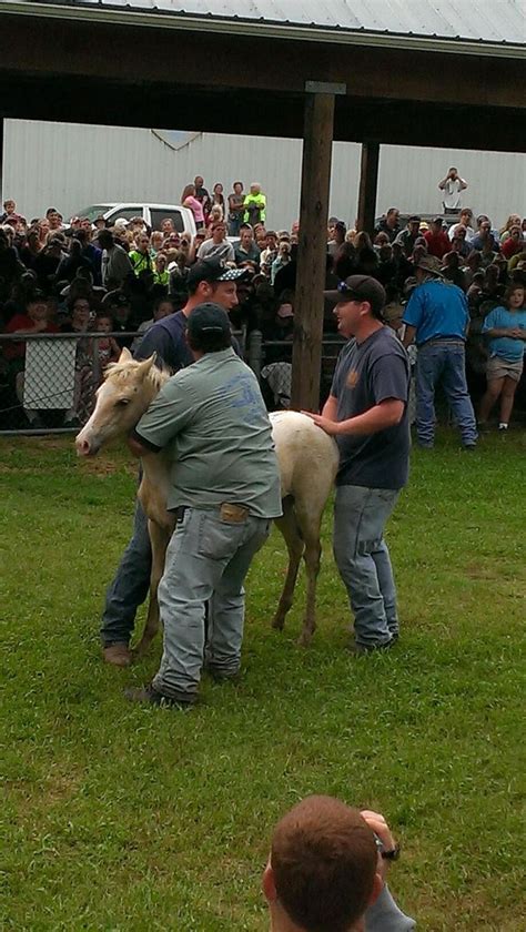 Pin on Pony Penning, Chincoteague, VA